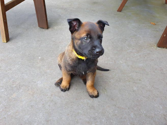 A cheerful puppy wearing a bright orange collar, sitting attentively on a clean white floor