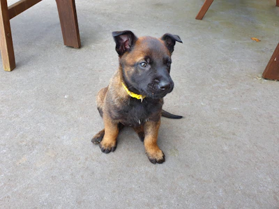 A close-up of a curious puppy sniffing a colorful dog collar on a wooden floor.