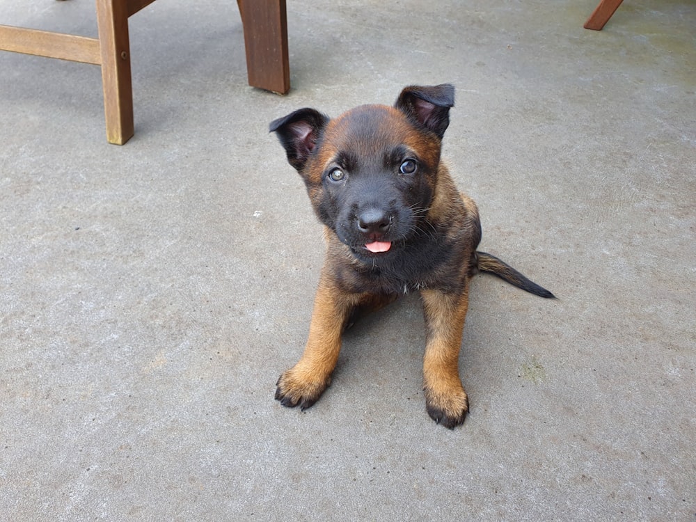 tan and black puppy