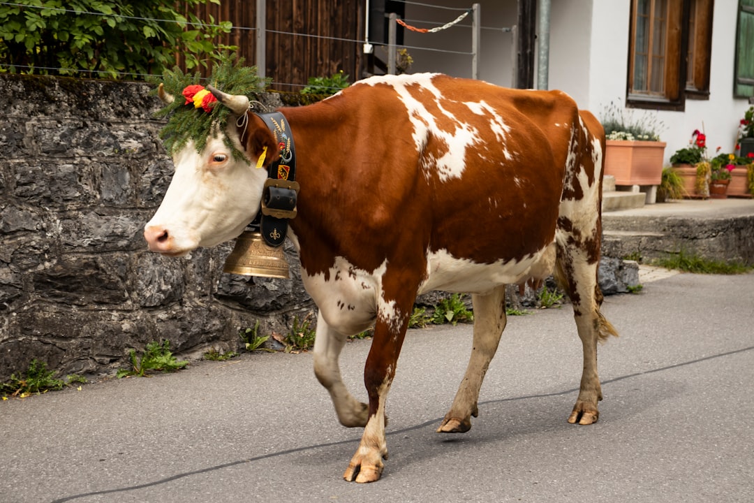 brown and white cow walking on road