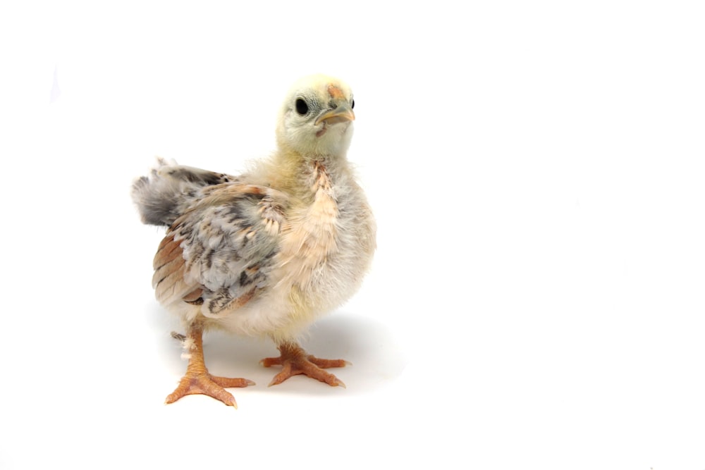 beige and gray duckling