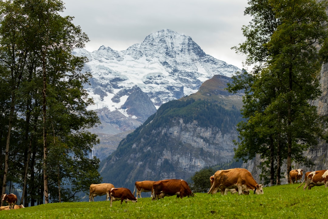 Mountain range photo spot Lauterbrunnen Niederhorn