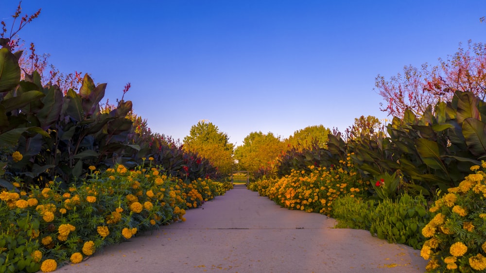 yellow flowers in bloom