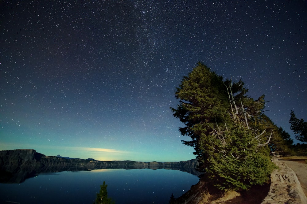 green pine trees near body of water