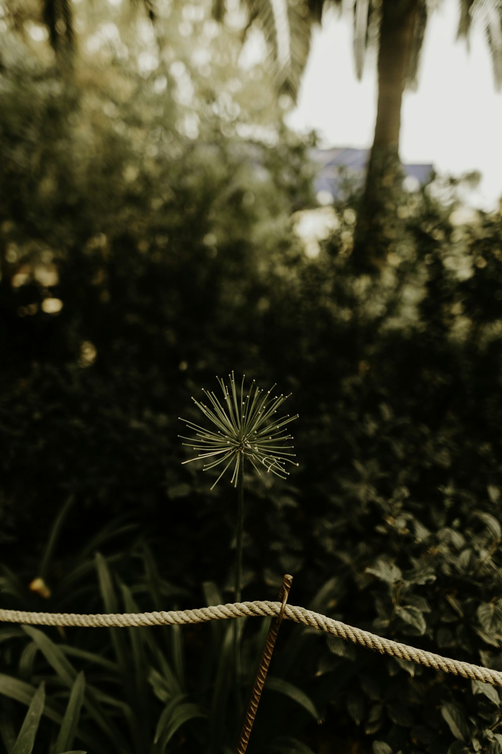 photo of white Dandelion