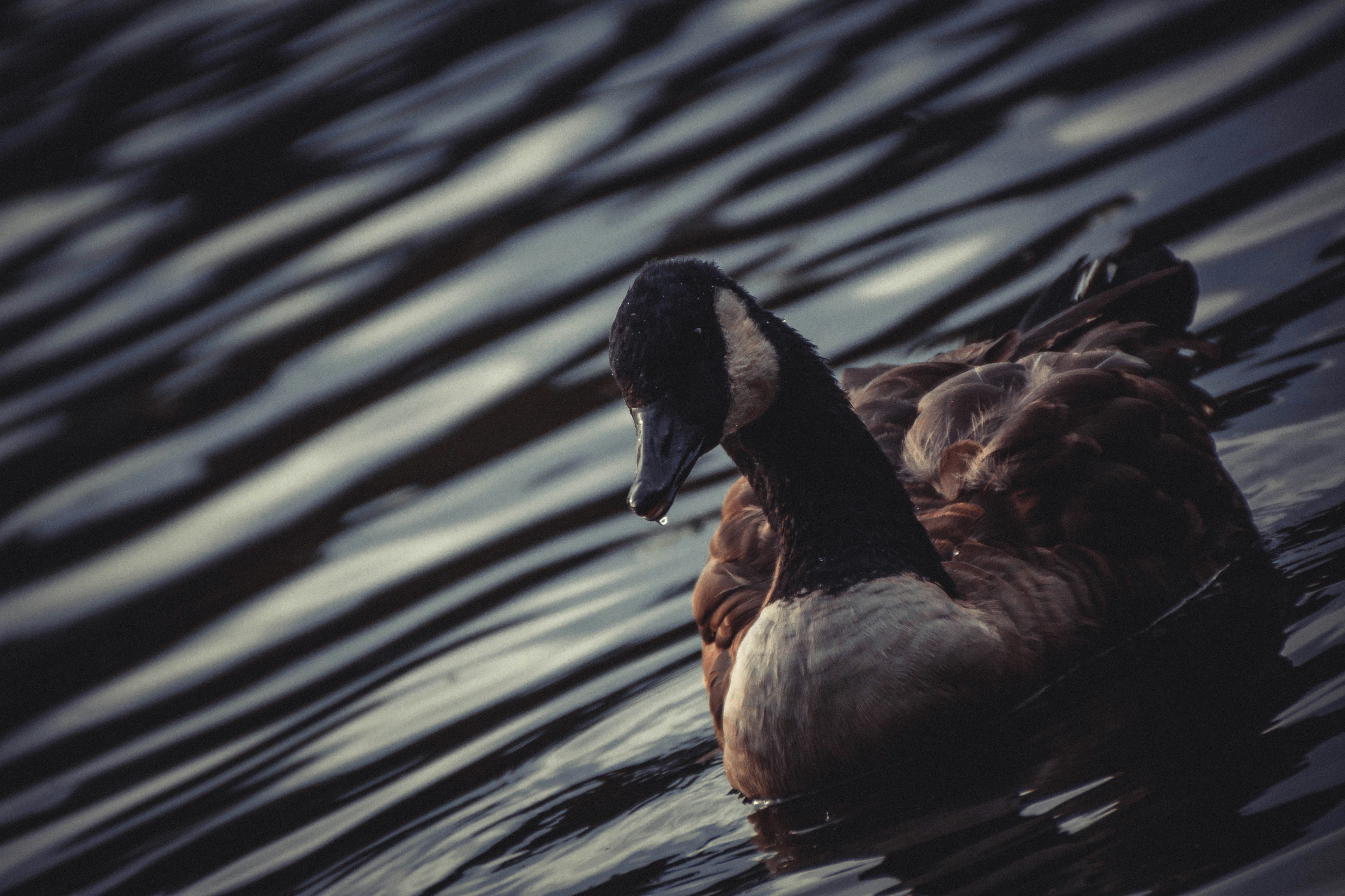 photo of brown and green Mallard duck