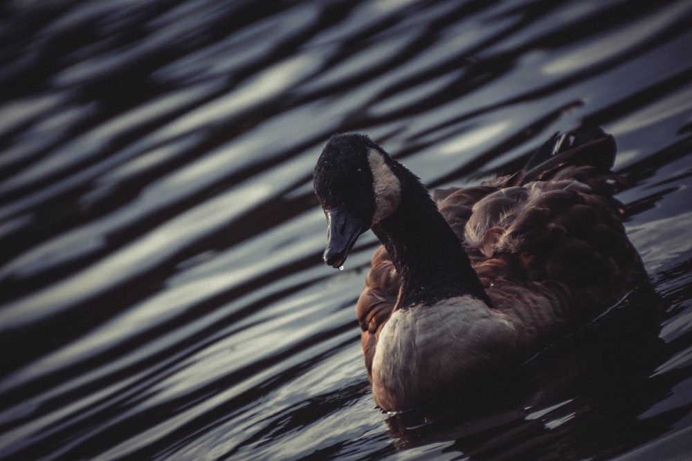 foto de pato Mallard marrom e verde