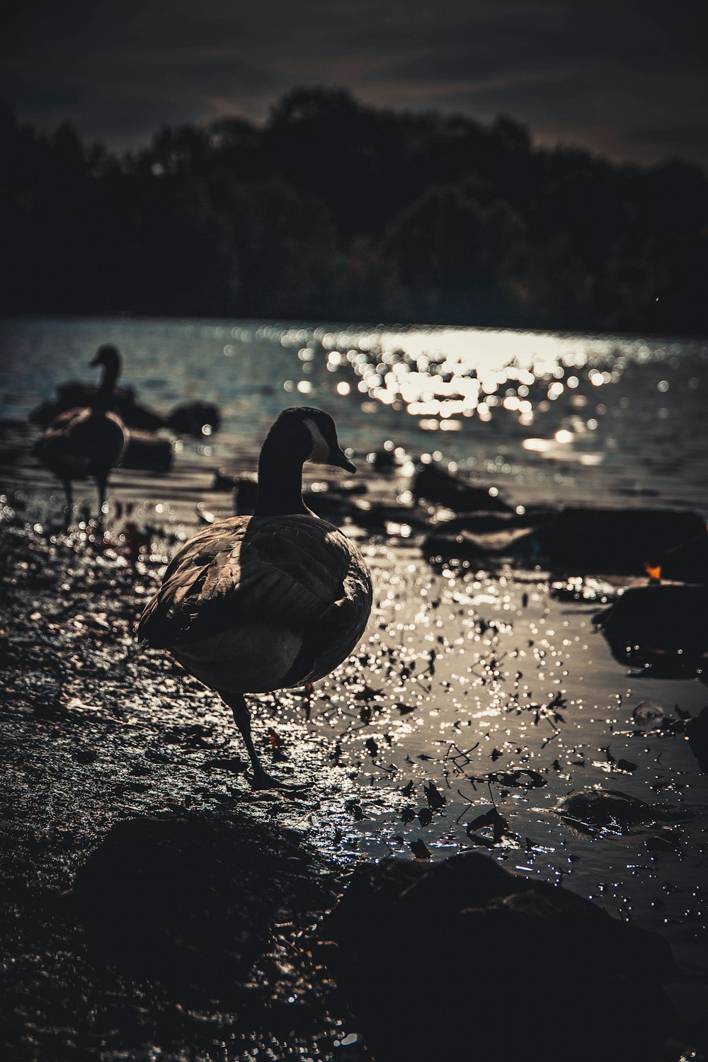 ducks at beach