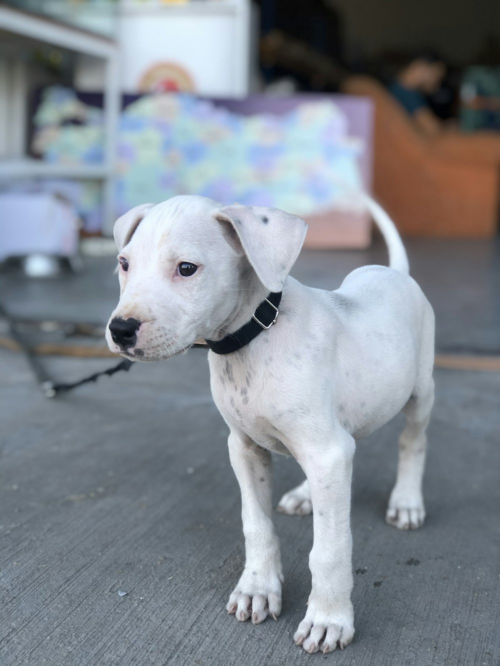 short-coated white puppy with dog leash