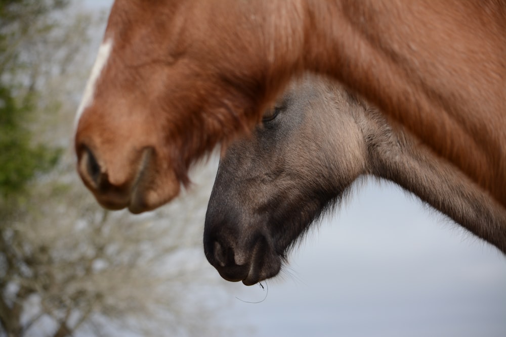 two brown horses