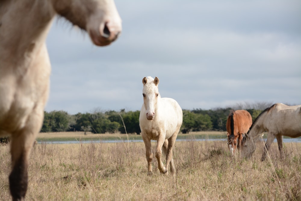 white and brown horses
