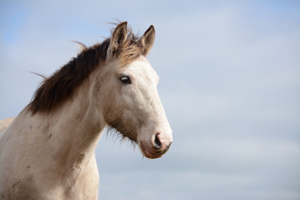 white horse