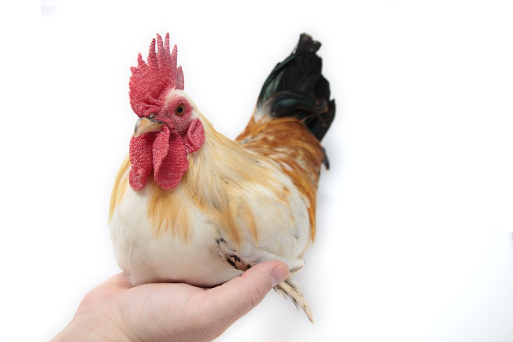 white and brown rooster