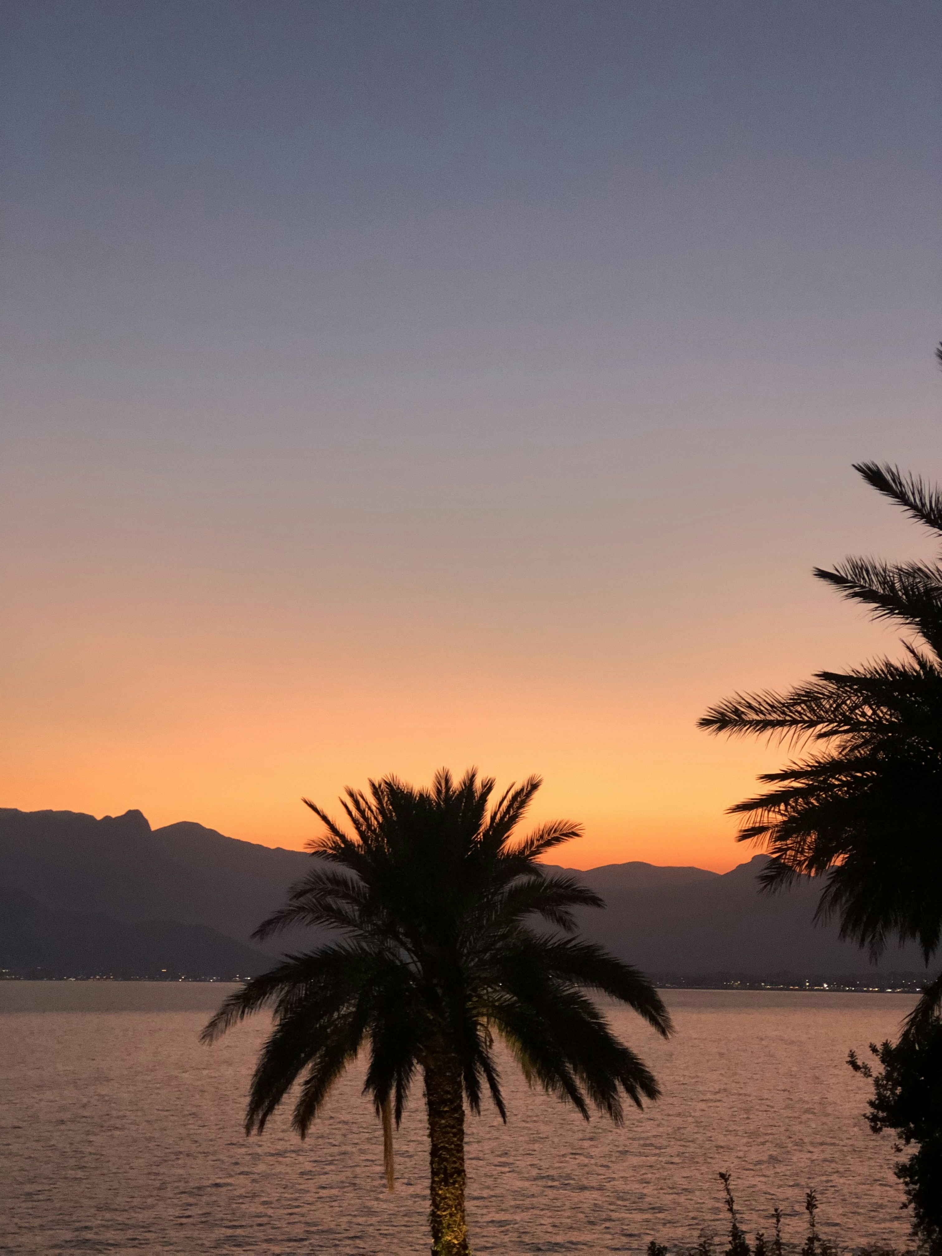 green palm tree sunset