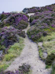 lavenders on hill