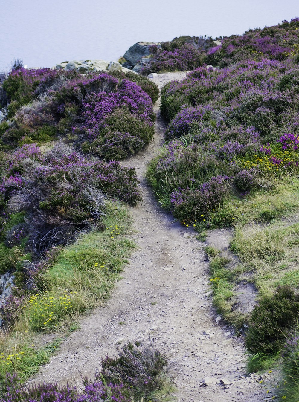 lavenders on hill