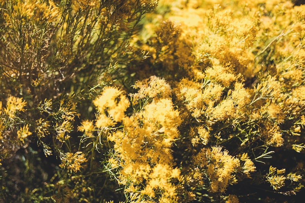 노란 꽃을 가진 녹색 잎 식물