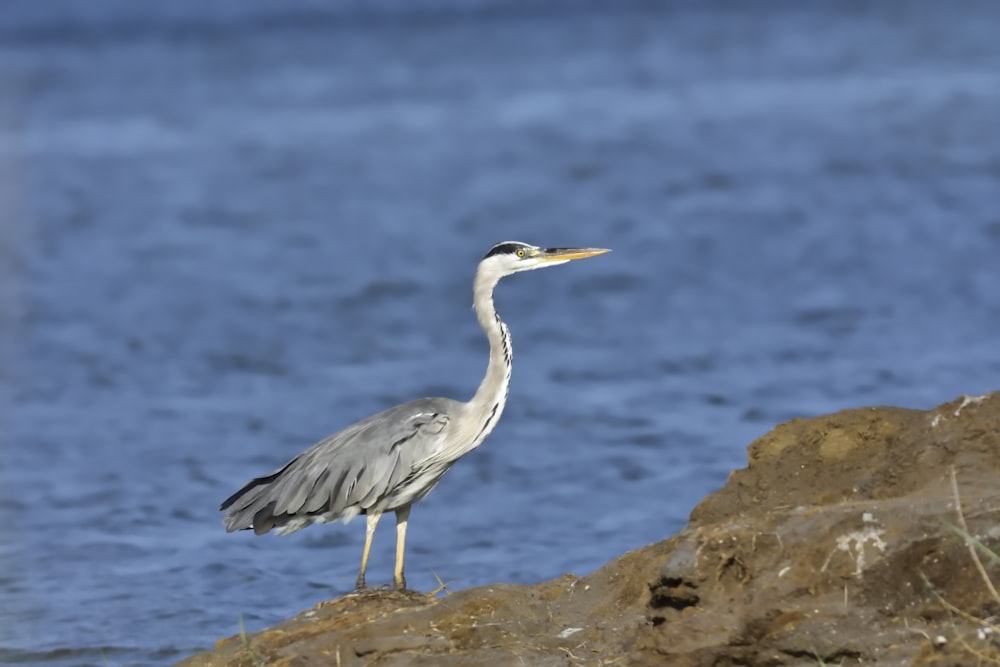 photo of gray bird