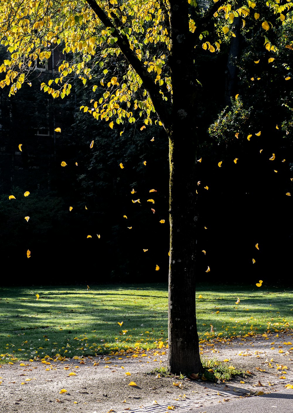 photo of green trees fallen leaf