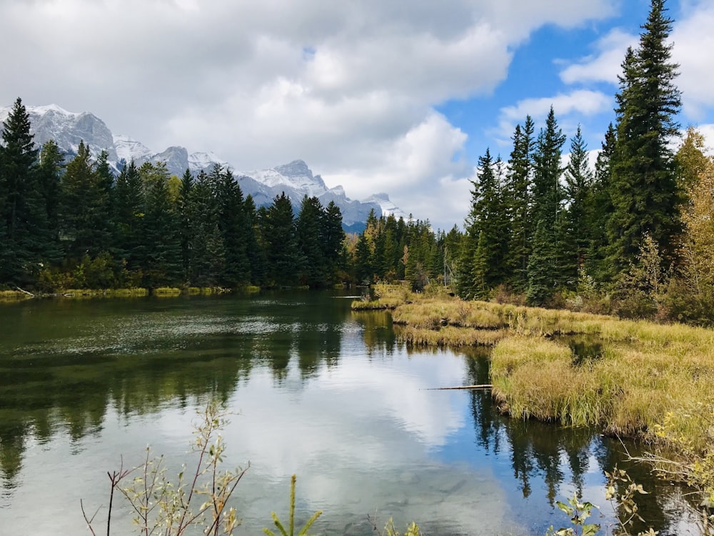 pine trees and body of water