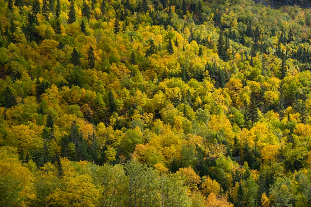 árvores na floresta