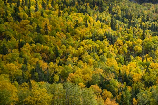 trees in forest in Parc national des Hautes-Gorges-de-la-Rivière-Malbaie Canada