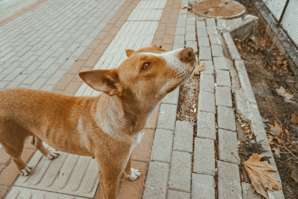 shallow focus photo of short-coated brown and white dog