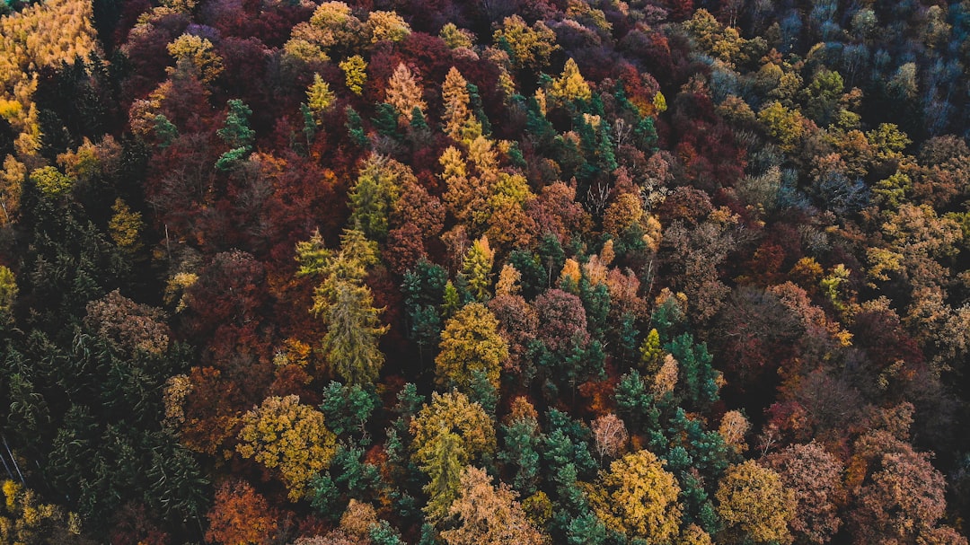 yellow, red, and green leafed trees