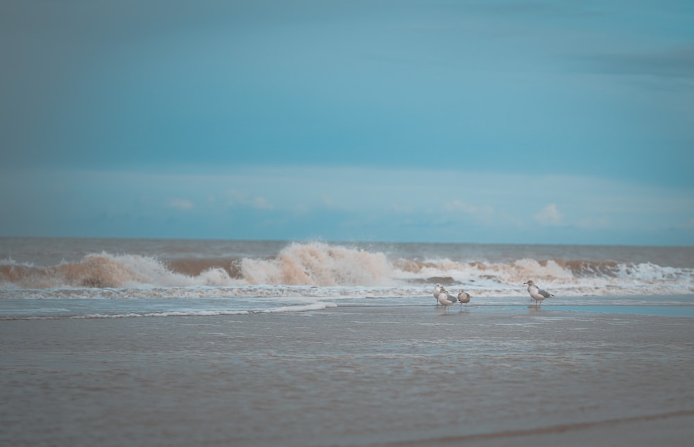 three birds on shore near body of water