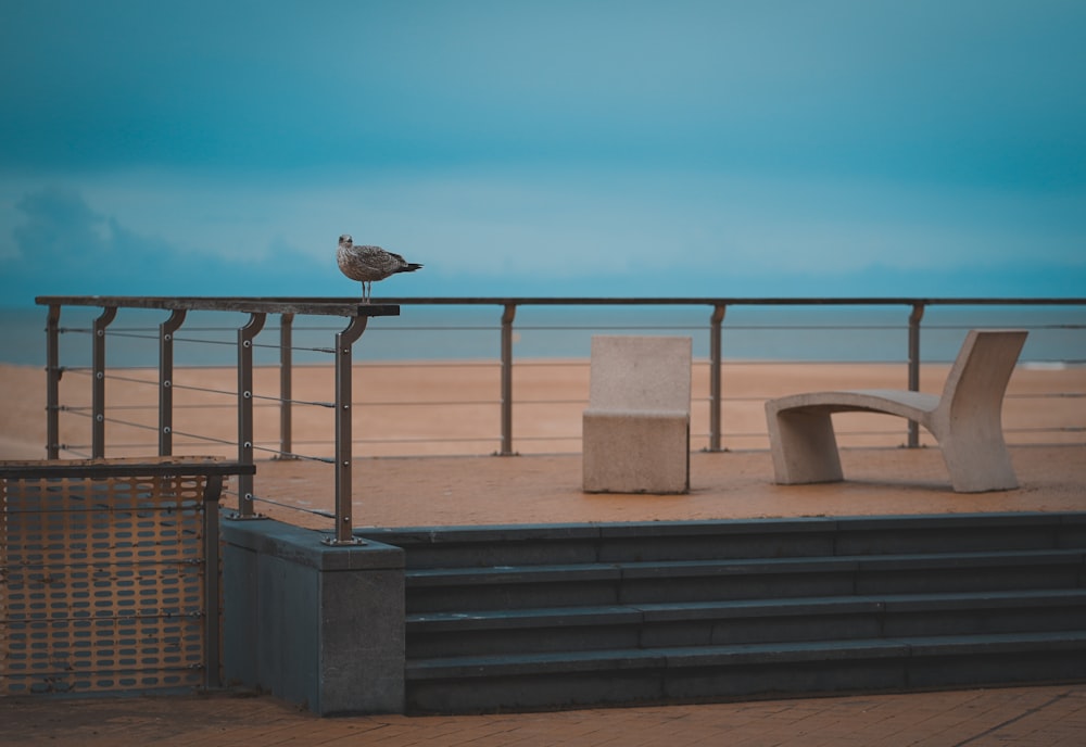 brown and gray small-beaked bird on railings near two vacant white chairs