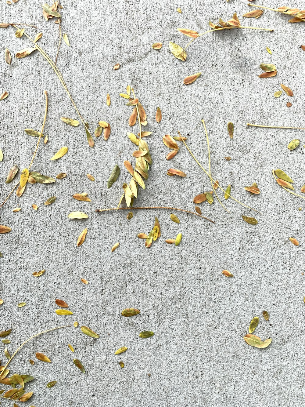 green and yellow leaves on pavement