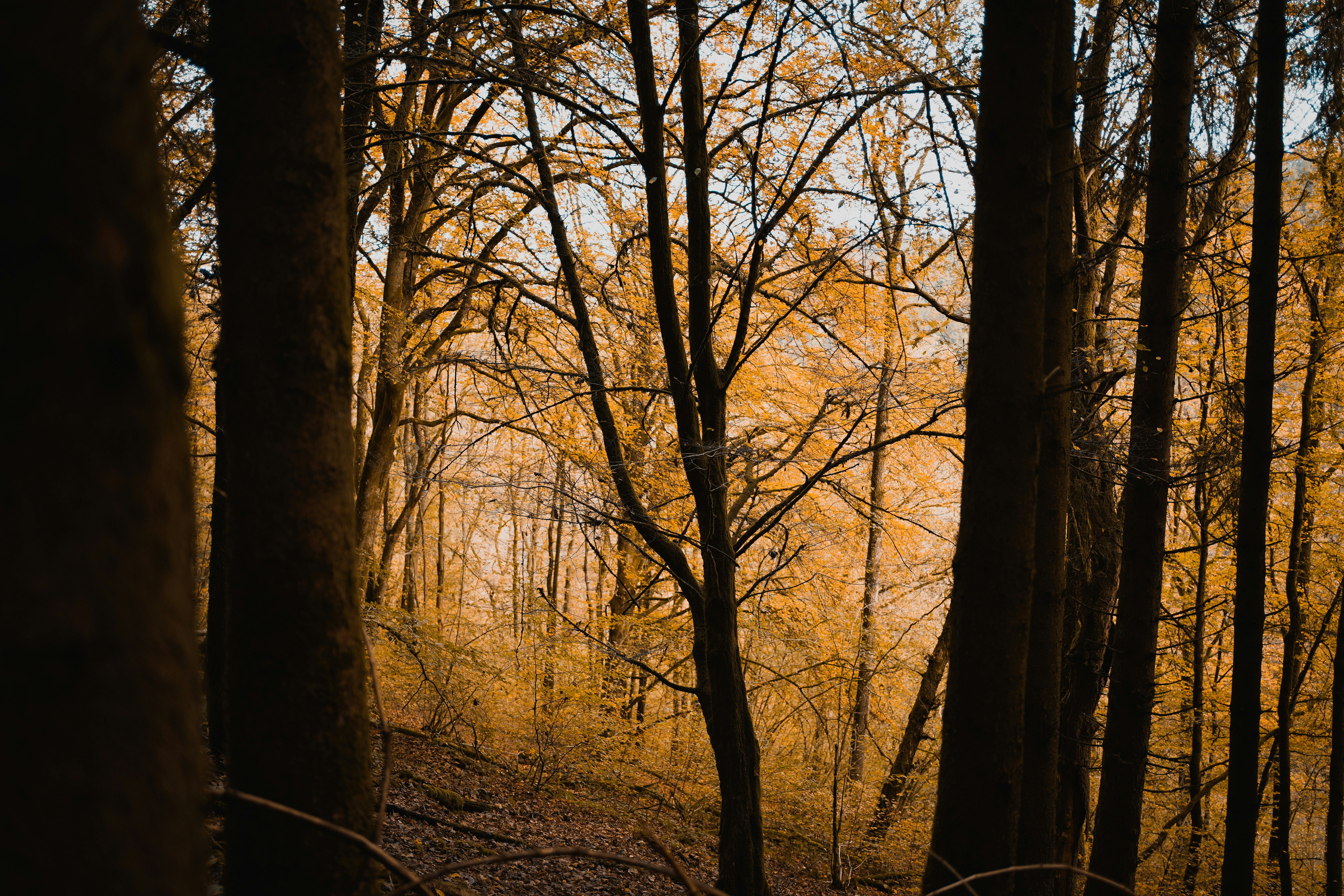 Photo by michelstock