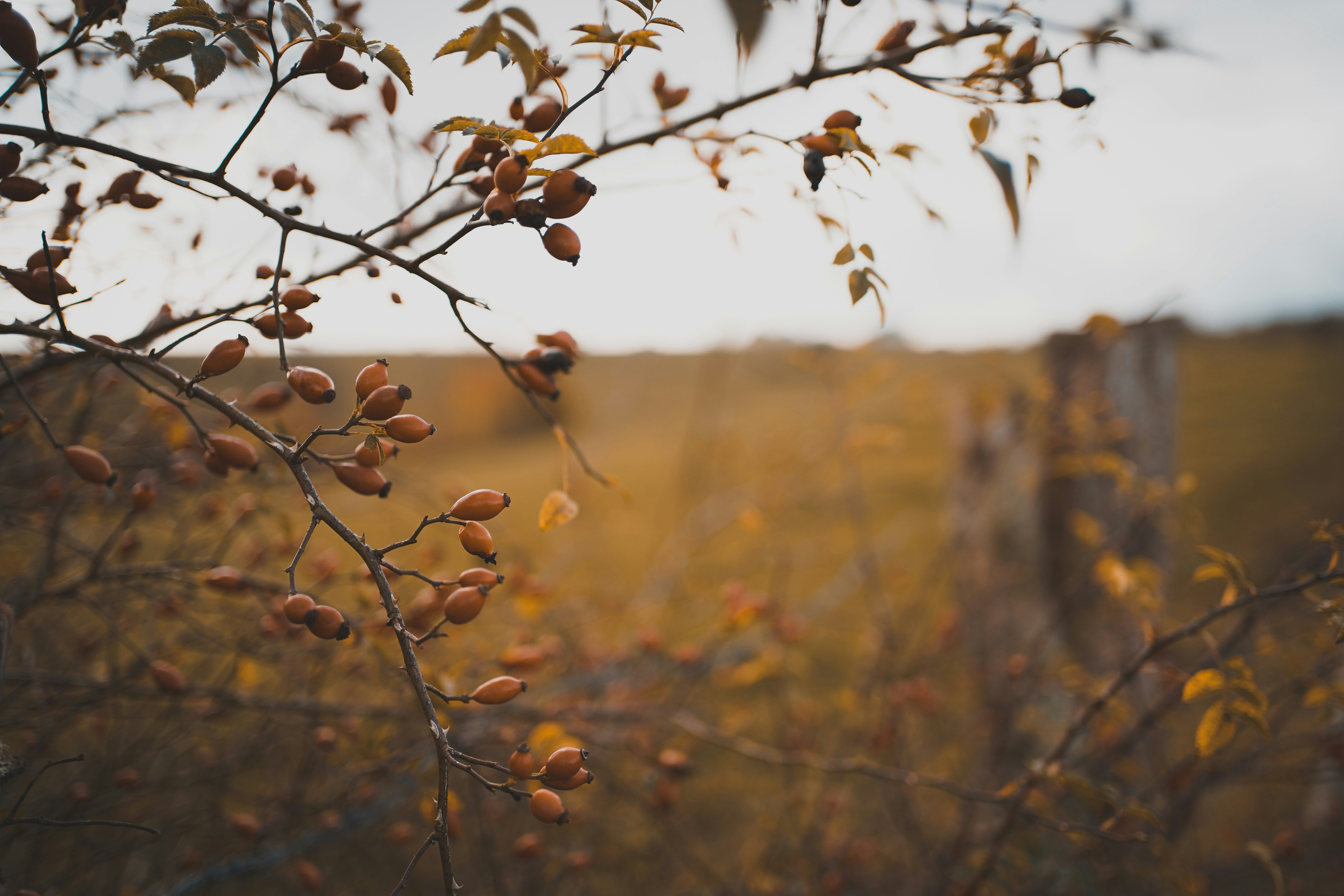 Photo by michelstock