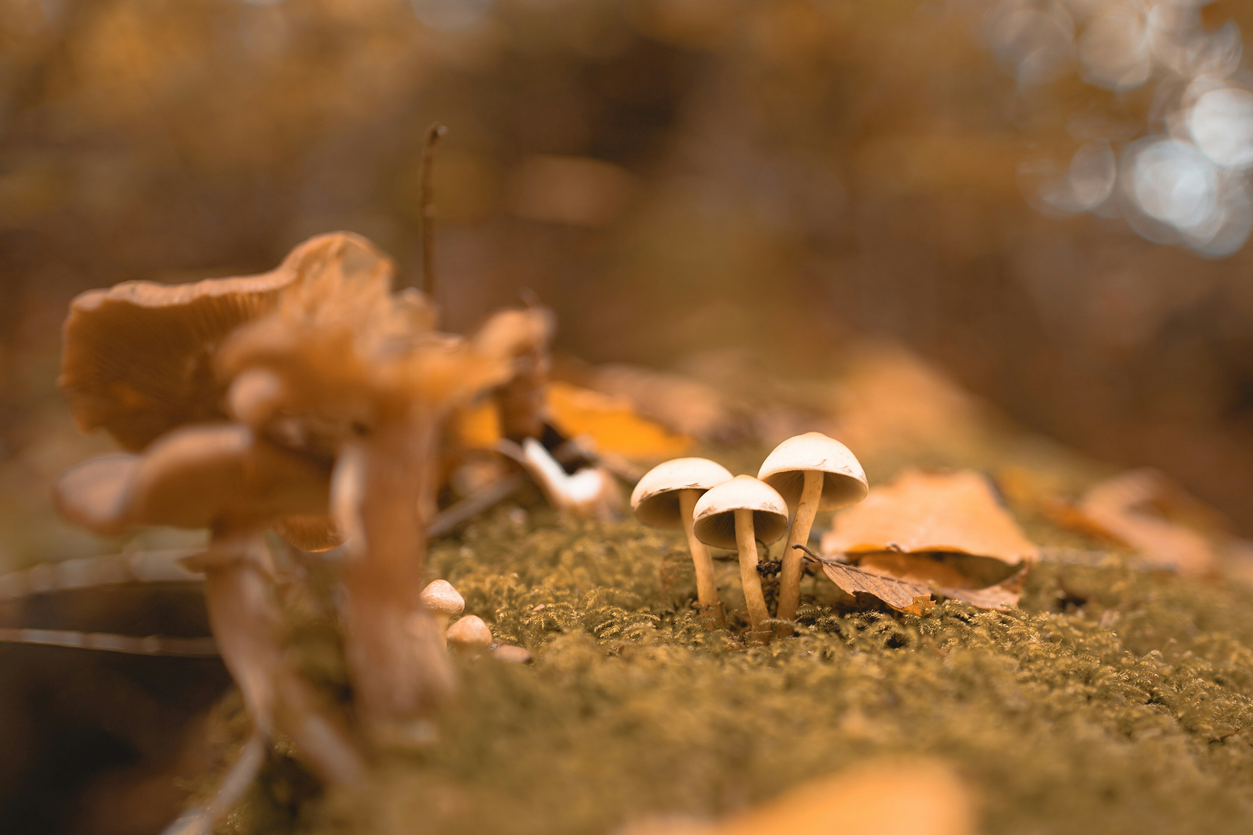 Photo by michelstock