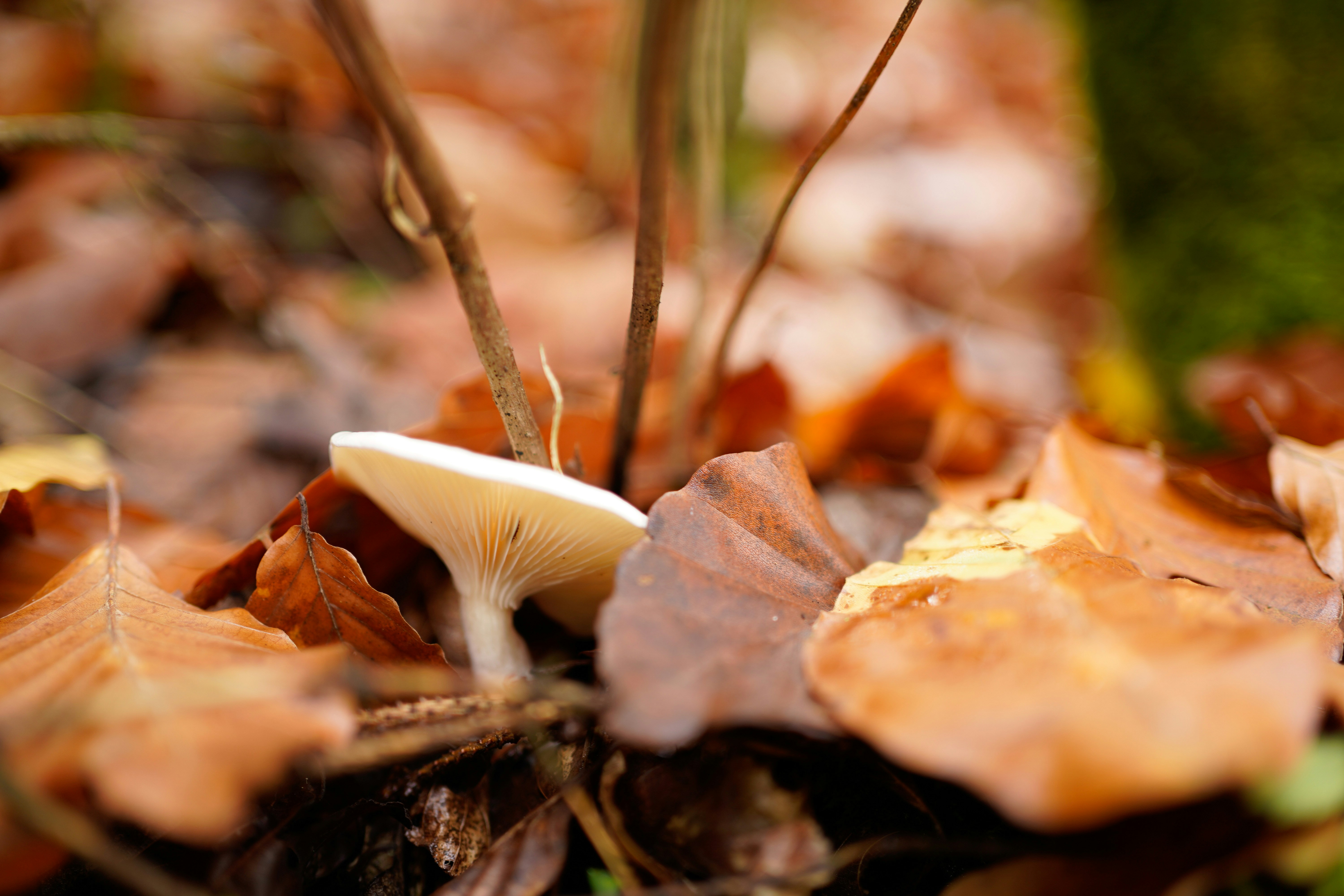 Photo by michelstock