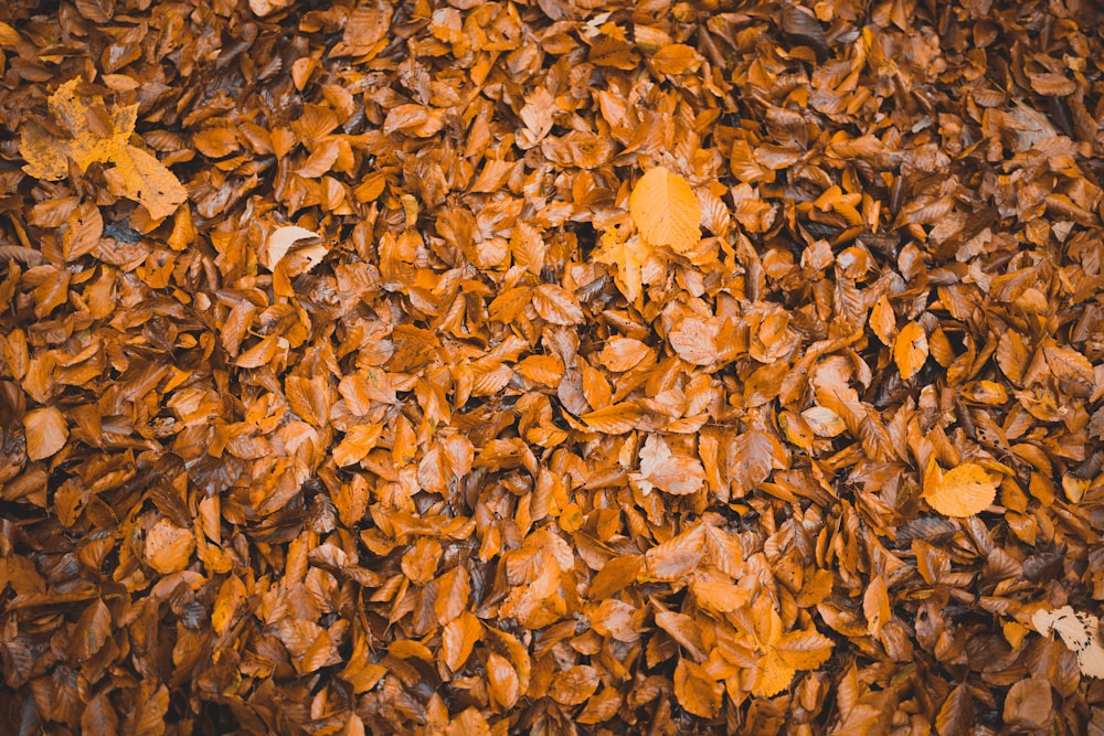 dried brown leaves