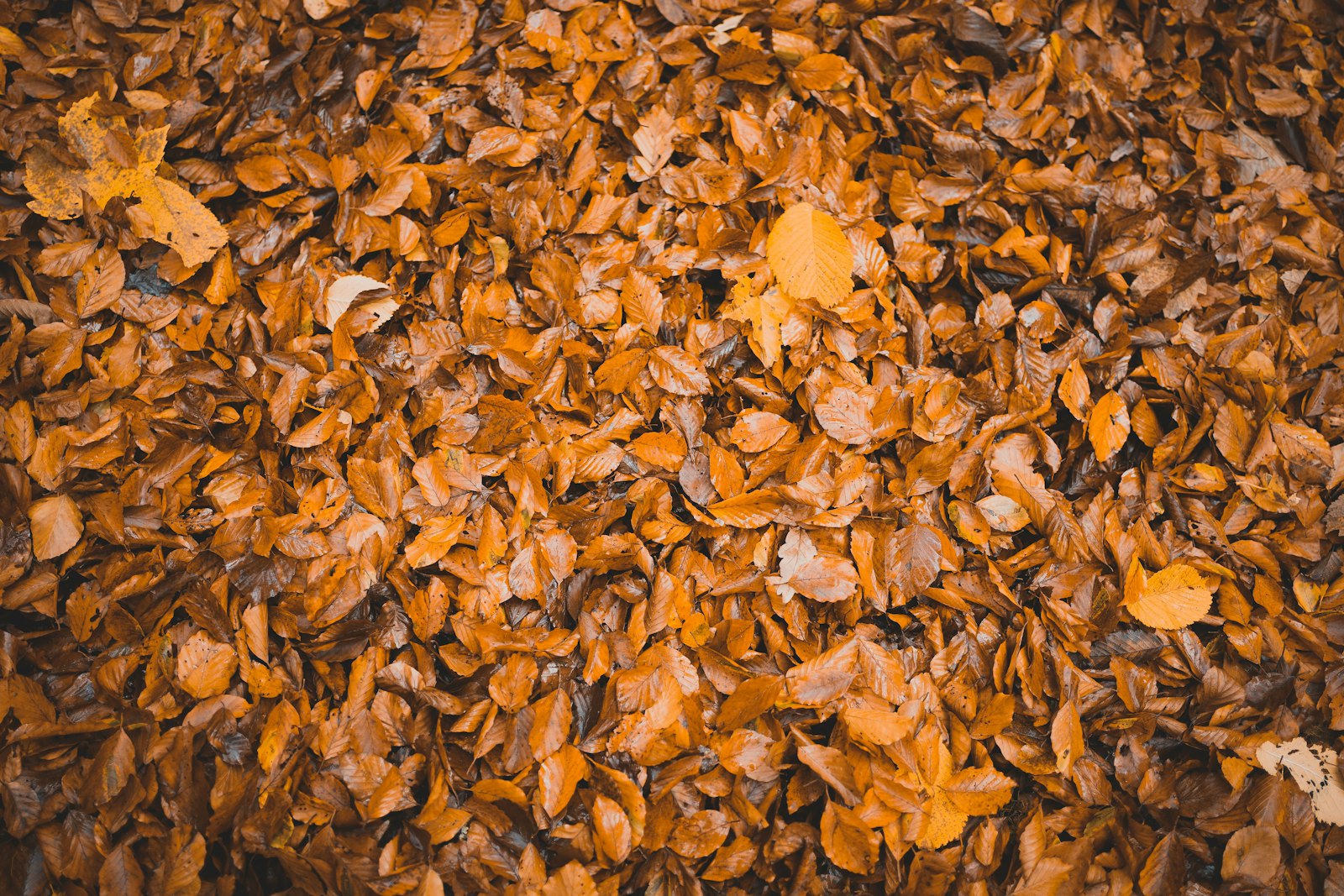 Sony FE 35mm F1.8 sample photo. Dried brown leaves photography