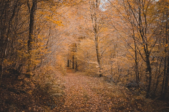 A serene forest pathway surrounded by trees adorned with vibrant autumn leaves. The ground is covered with a layer of fallen leaves, adding a rich texture to the scene. The pathway appears inviting, stretching into the distance, evoking a sense of tranquility and solitude.