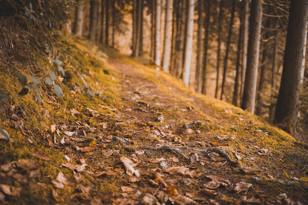 brown-leafed trees during daytime