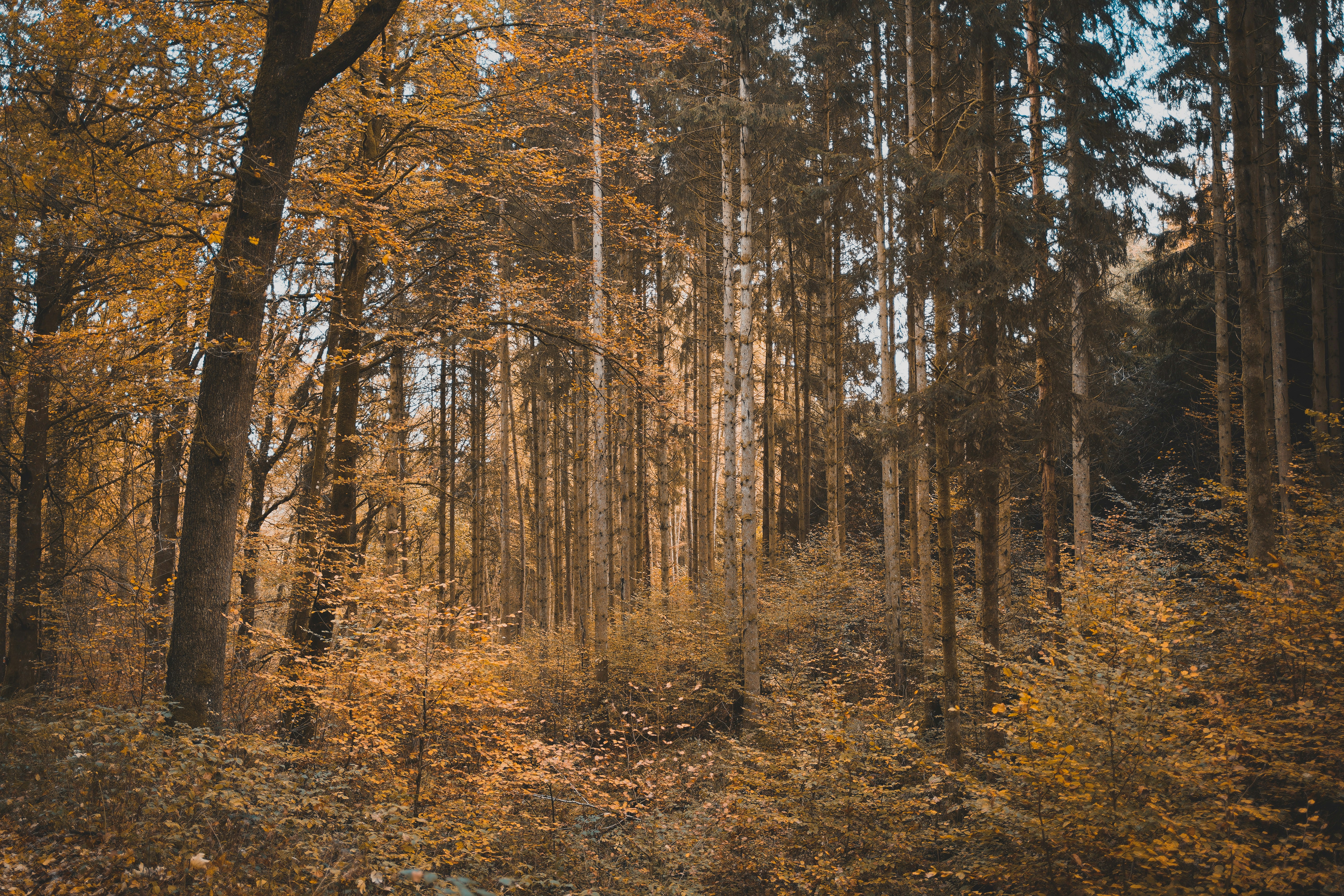 Photo by michelstock