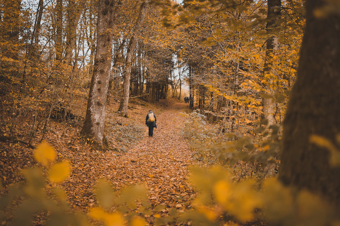 Person auf einem Waldweg als Symbol für den längeren Weg aus der Rauchgewohnheit