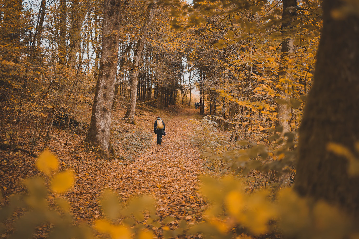 Person geht auf einem hellen Weg durch einen grünen Wald