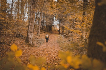 A path covered in fallen leaves extends through a forest with tall trees lining both sides. The foliage is richly colored in autumnal hues of orange and yellow. In the distance, a person with a backpack is walking along the path, suggesting an exploration or hike. The scene conveys a sense of tranquility and immersion in nature.