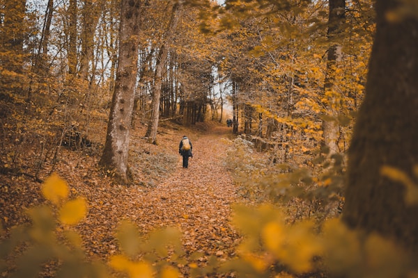 A path covered in fallen leaves extends through a forest with tall trees lining both sides. The foliage is richly colored in autumnal hues of orange and yellow. In the distance, a person with a backpack is walking along the path, suggesting an exploration or hike. The scene conveys a sense of tranquility and immersion in nature.