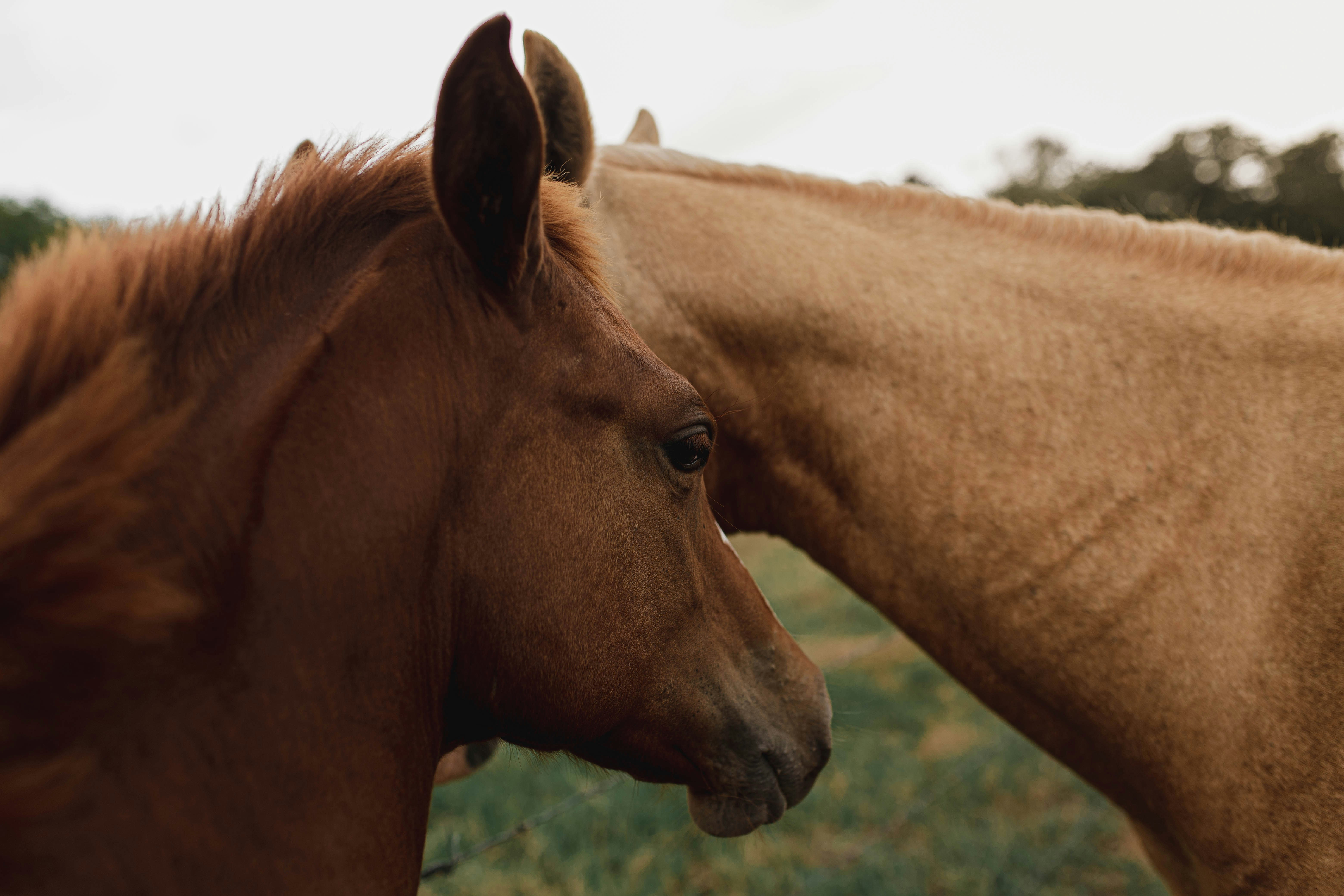 selective focus photography of two brown horses during daytime