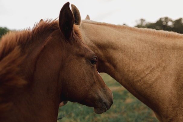 selective focus photography of two brown horses during daytime