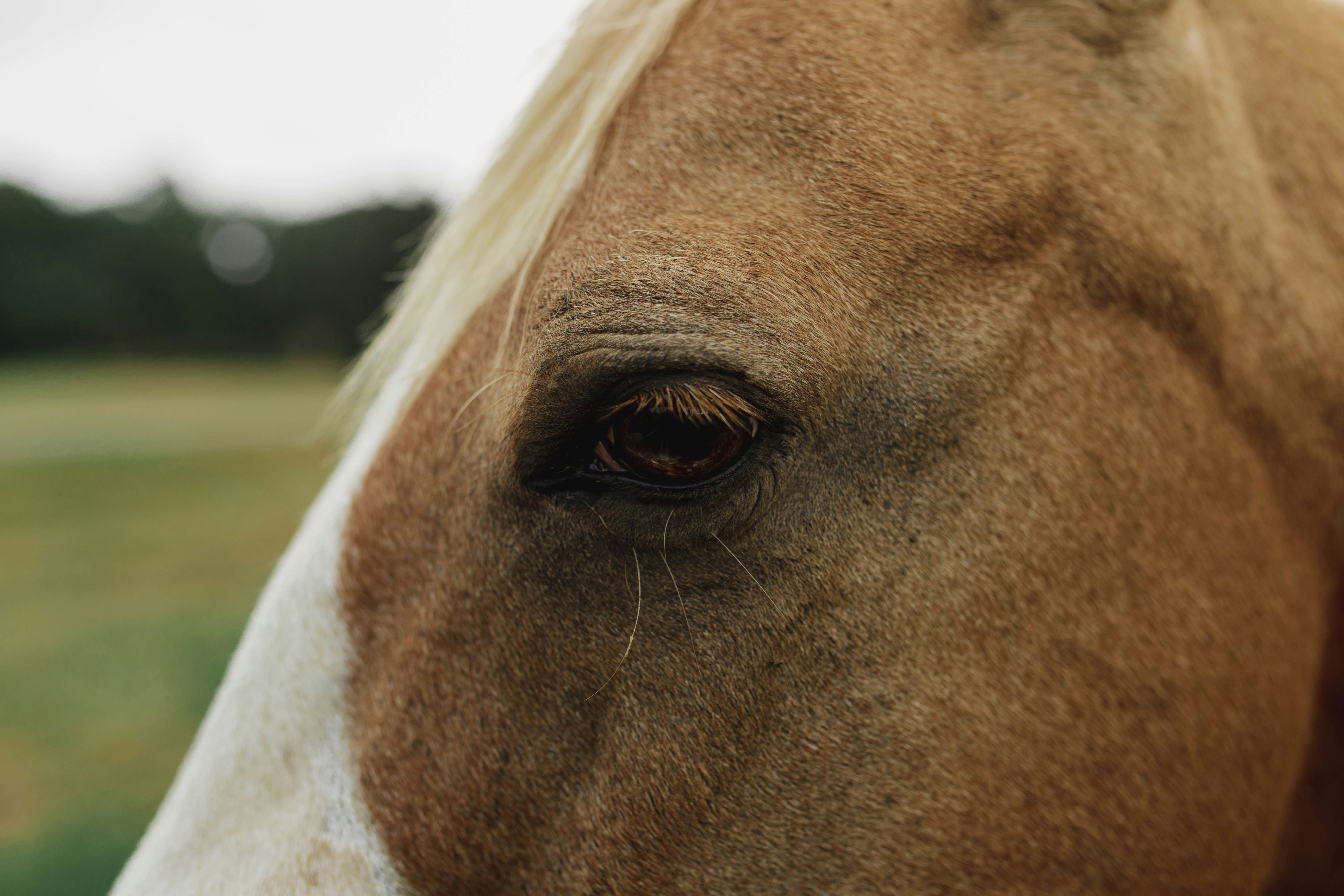 If Wishes Were Horses Meaning — Explained & Heartbreaking