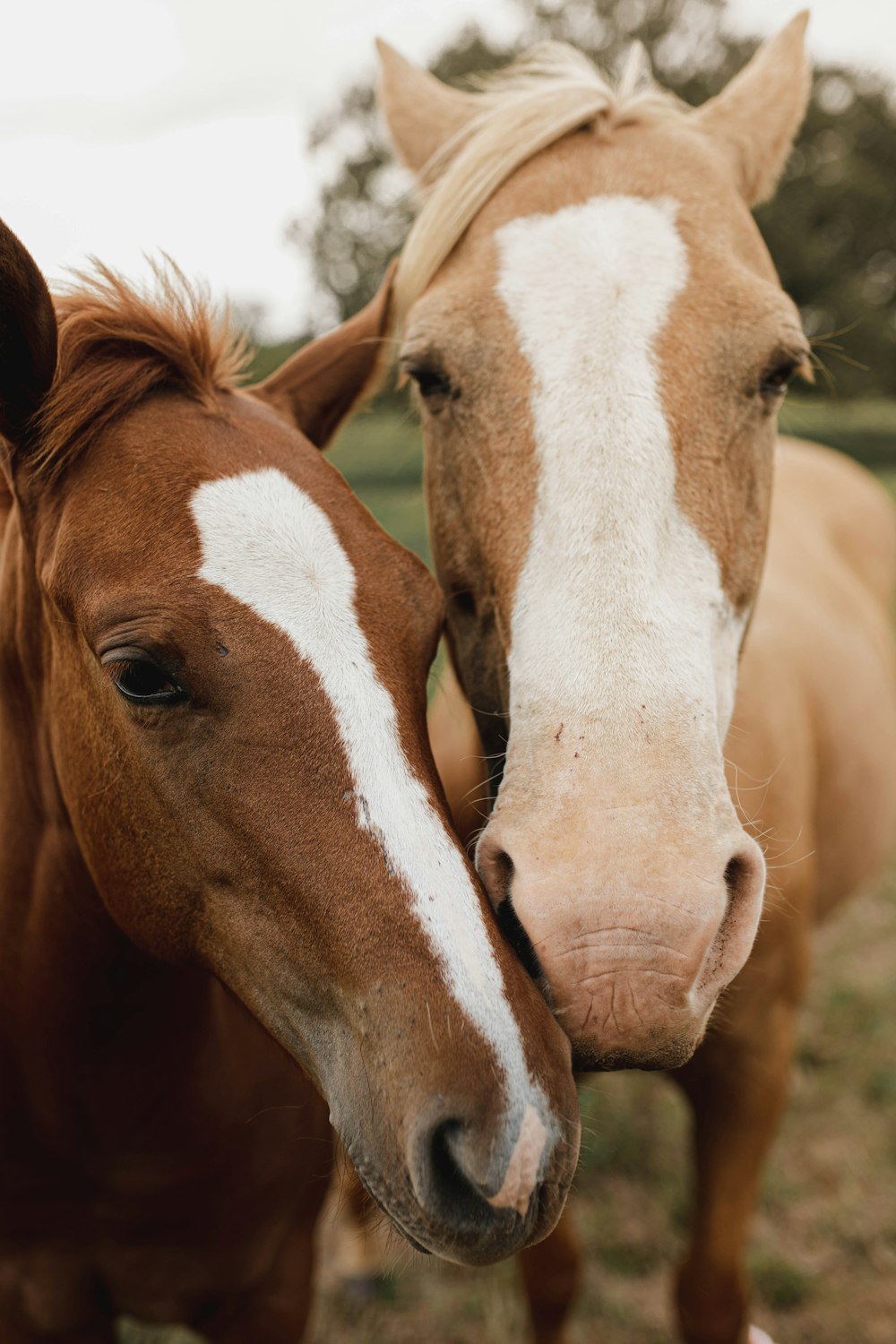 two brown horses