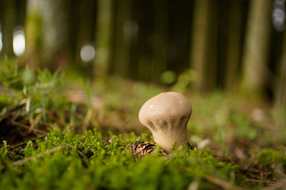 selective focus photo of brown mushroom