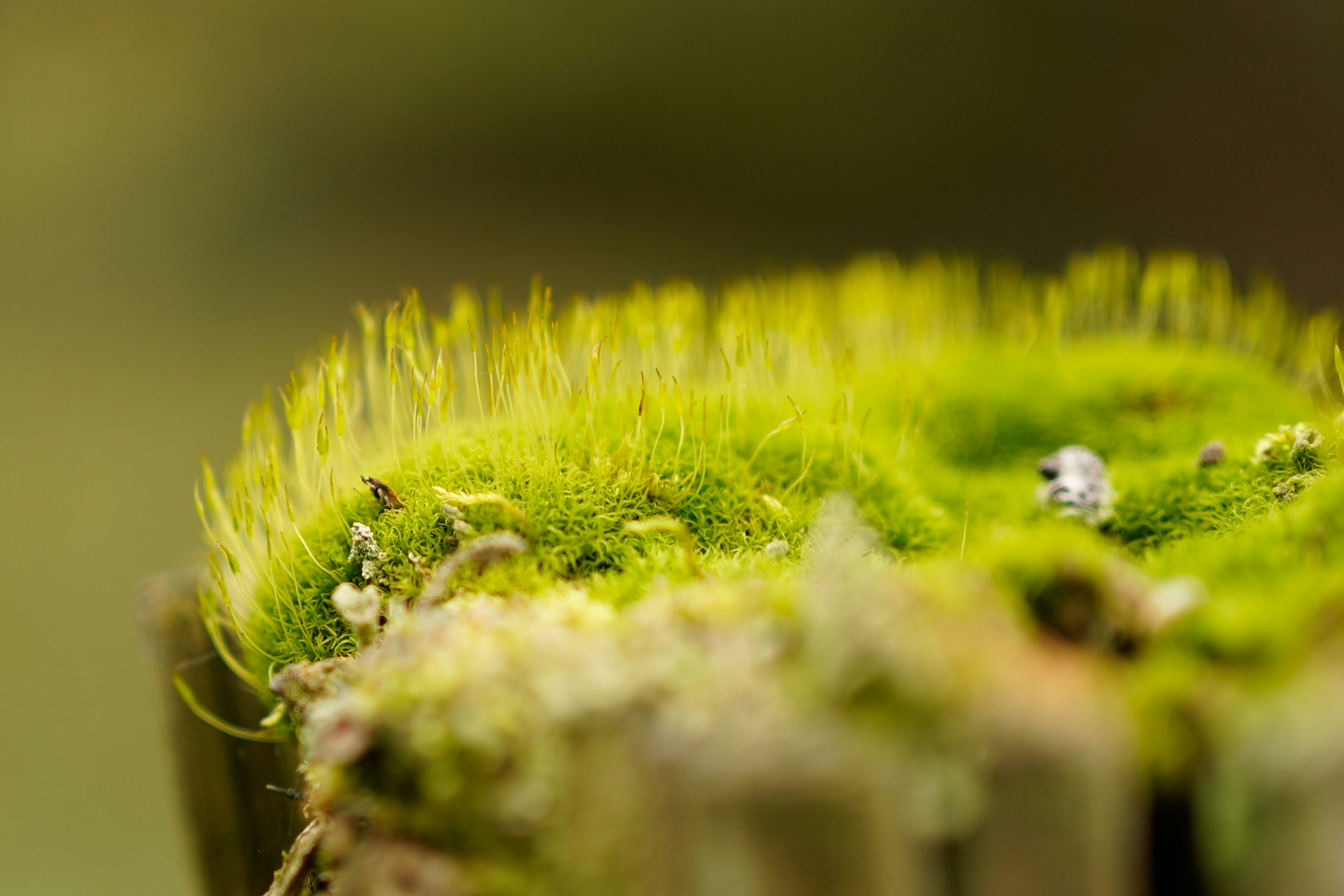 Photo by michelstock